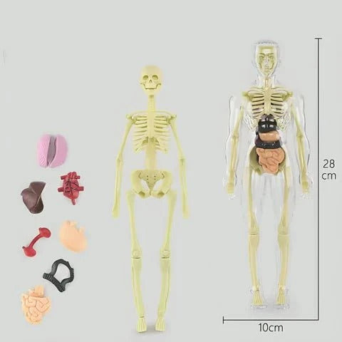 Anatomy Expert™ 3D Human Body Model for Kids