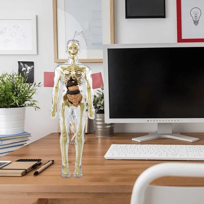 Anatomy Expert™ 3D Human Body Model for Kids