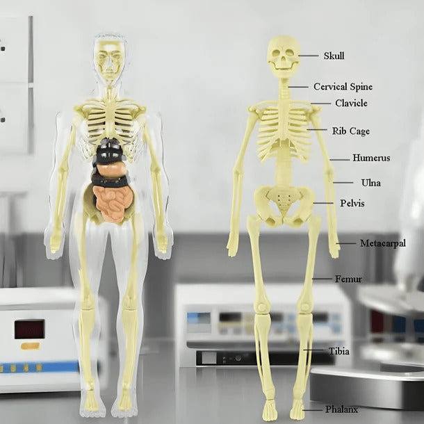 Anatomy Expert™ 3D Human Body Model for Kids