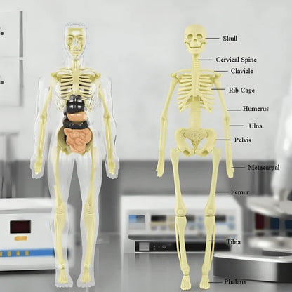 Anatomy Expert™ 3D Human Body Model for Kids