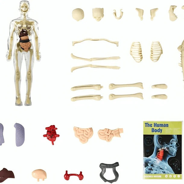 Anatomy Expert™ 3D Human Body Model for Kids