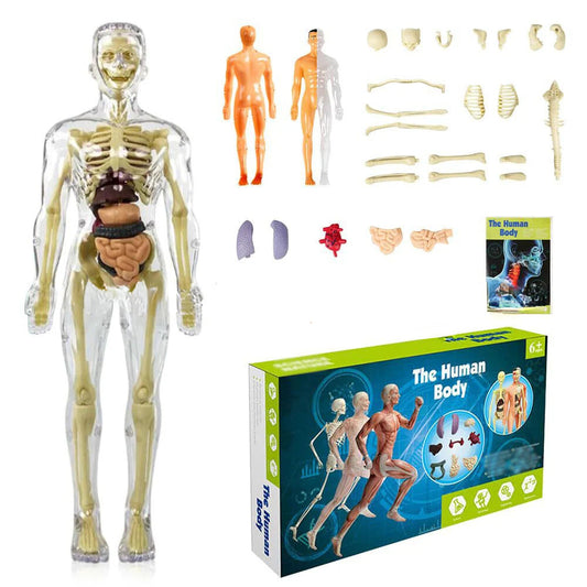 Anatomy Expert™ 3D Human Body Model for Kids