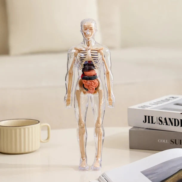Anatomy Expert™ 3D Human Body Model for Kids
