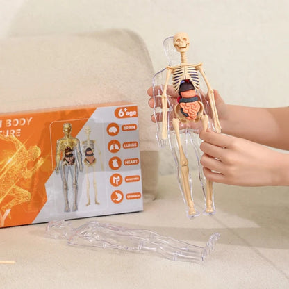 Anatomy Expert™ 3D Human Body Model for Kids